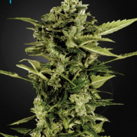 AutoBomb , Auto Flowering seeds